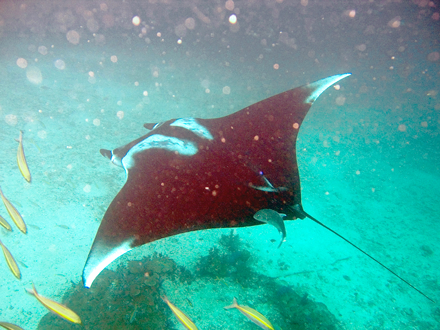 Manta obrovská