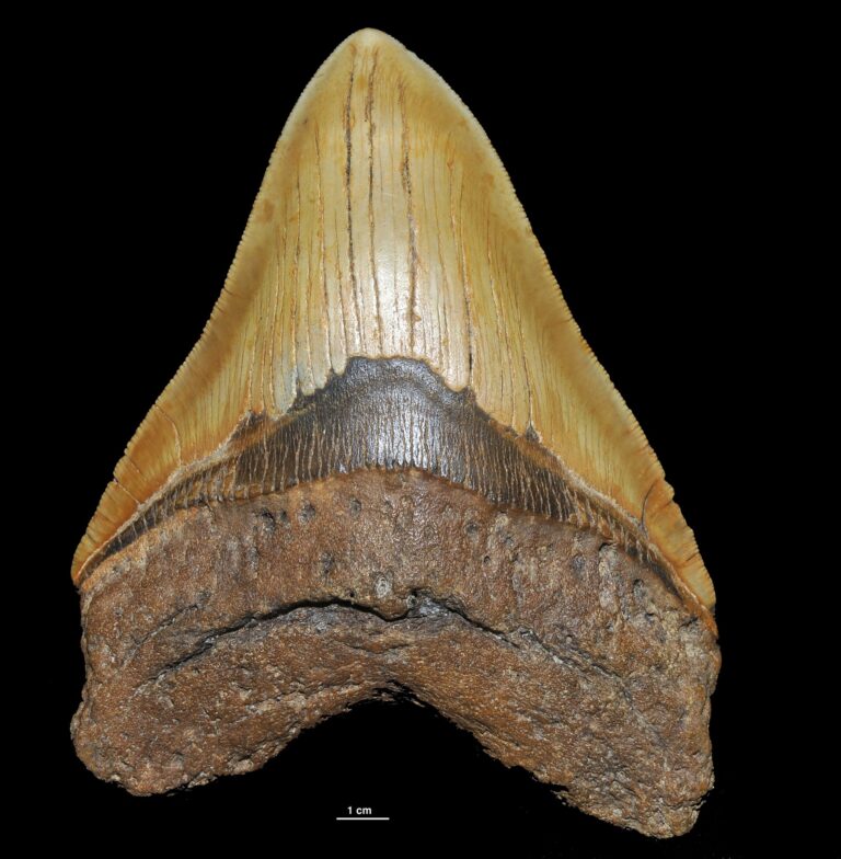 Megalodon (Otodus megalodon)
