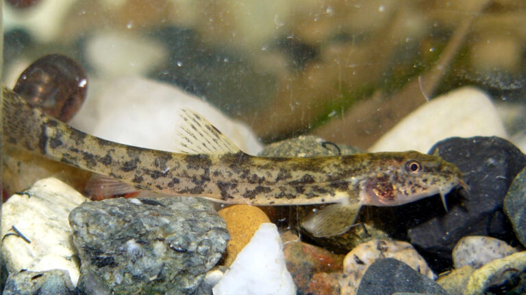 Mřenka mramorovaná (Barbatula barbatula)