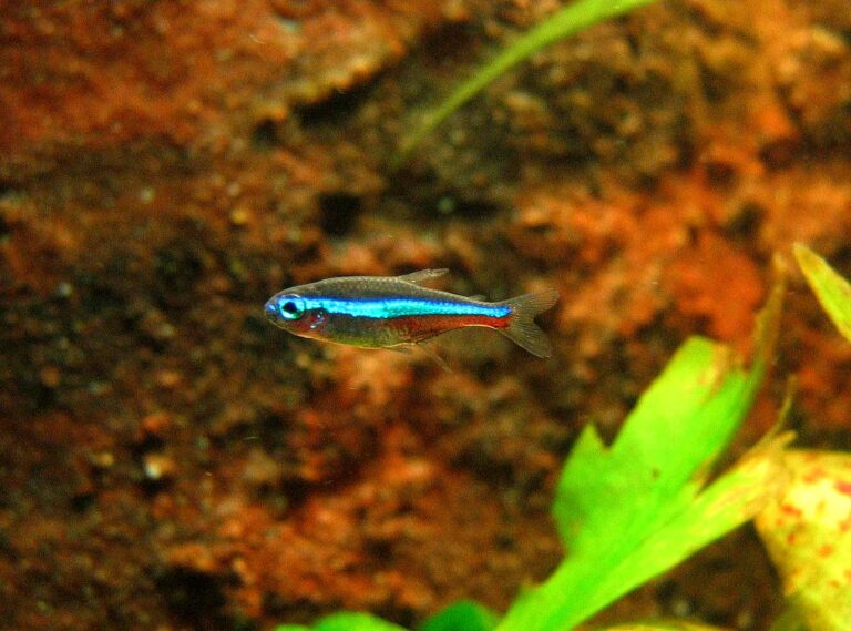 Neonka modrá (Paracheirodon simulans)