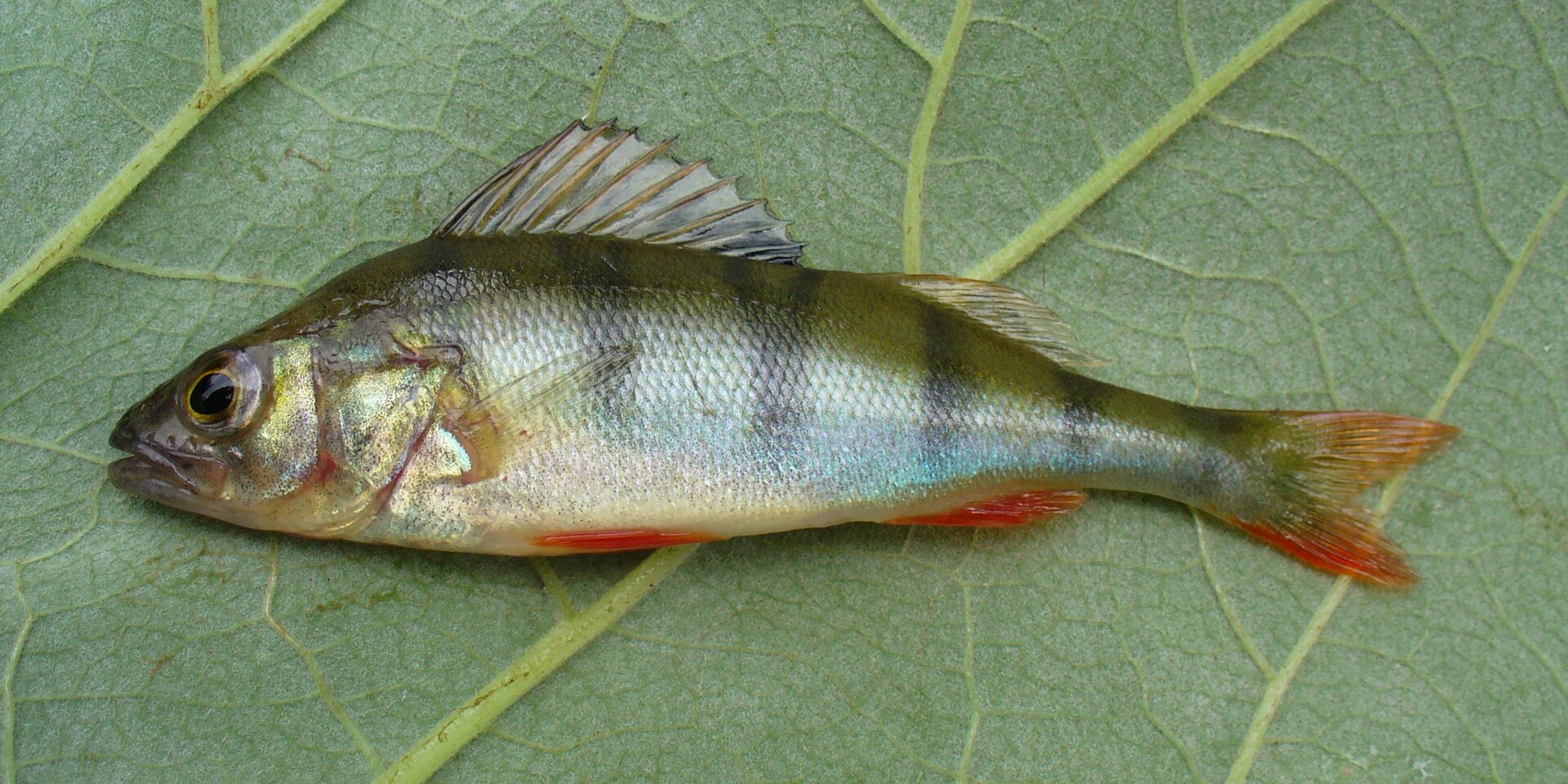 Okoun říční