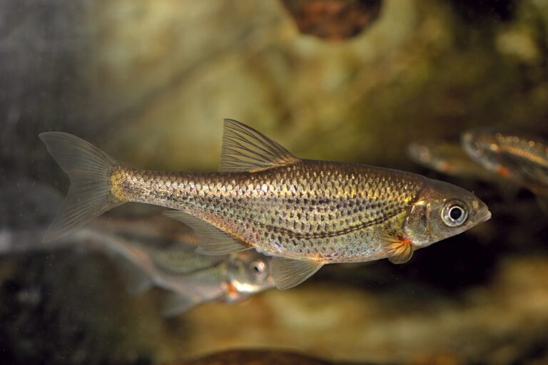 Ouklejka pruhovaná (Alburnoides bipunctatus)