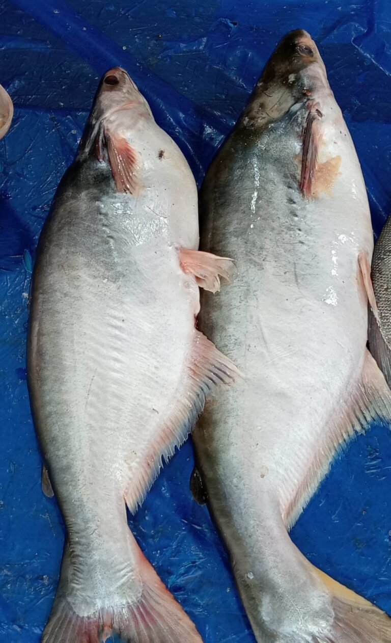Pangas spodnooký (Pangasius hypophthalmus)