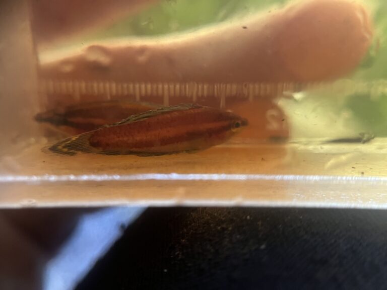 Parosphromenus alfredi Parosphromenus alfredi (Parosphromenus alfredi)