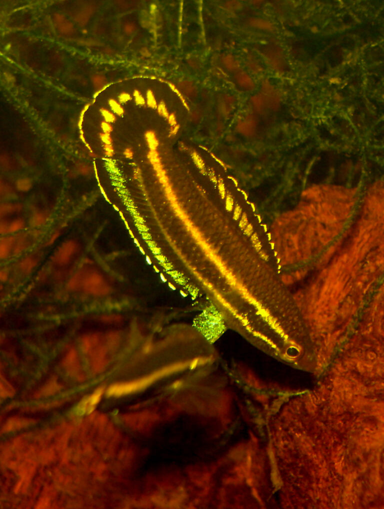 Parosphromenus harveyi (Parosphromenus harveyi)