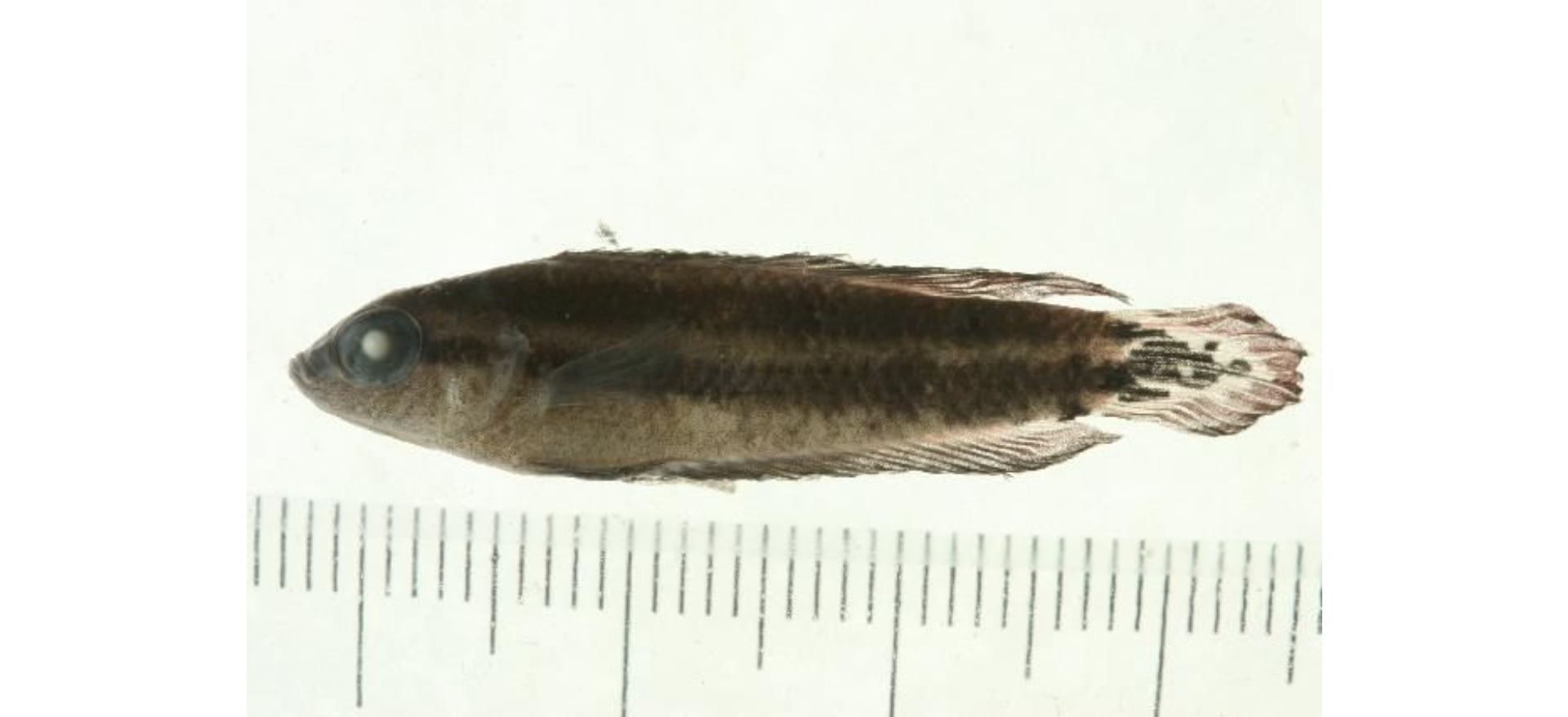 Parosphromenus quindecim