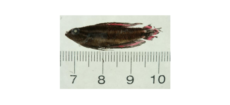 Parosphromenus tweediei (Parosphromenus tweediei)