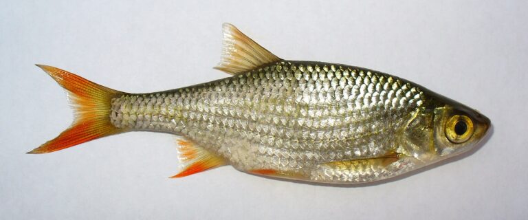 Perlín ostrobřichý (Scardinius erythrophthalmus)