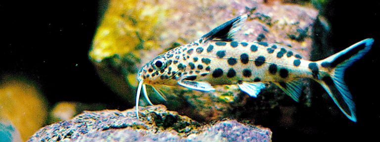 Peřovec kukaččí (Synodontis multipunctatus)