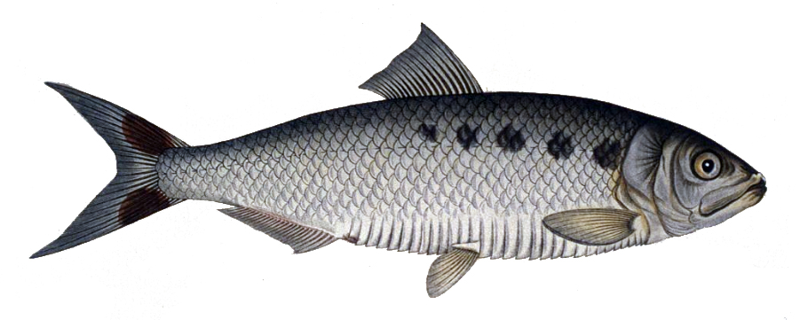 Placka pomořanská