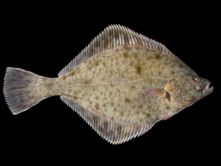 Platýs bradavičnatý (Platichthys flesus)