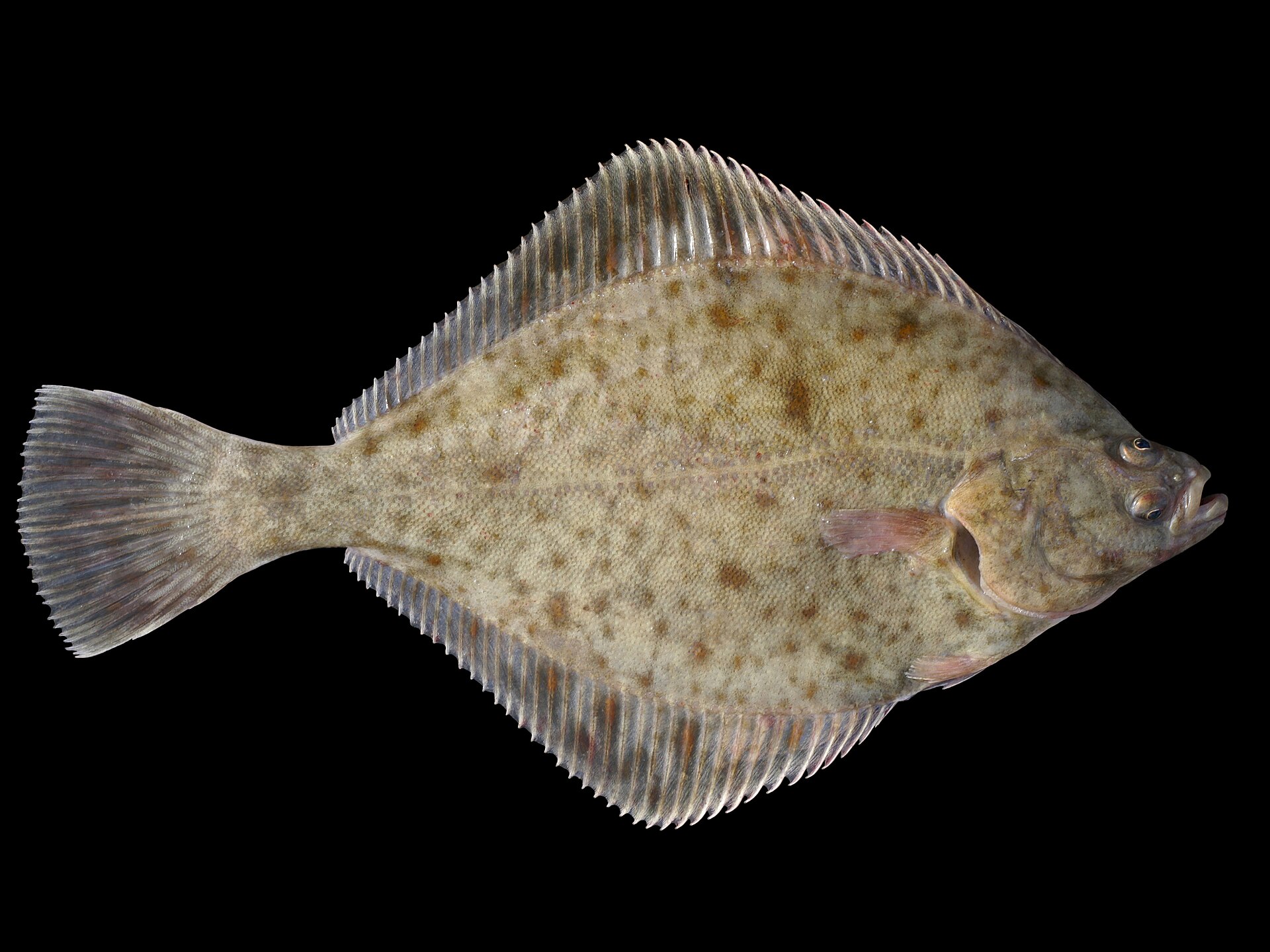 Platýs bradavičnatý