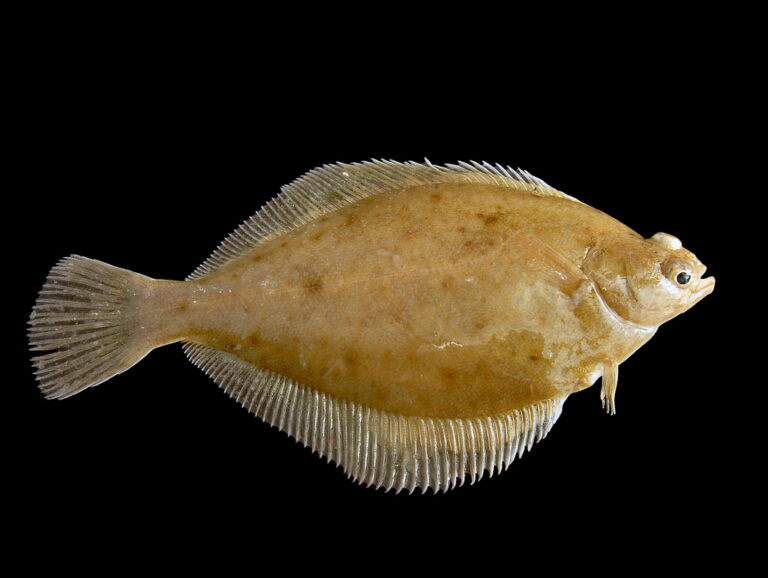 Platýs limanda (Limanda limanda)