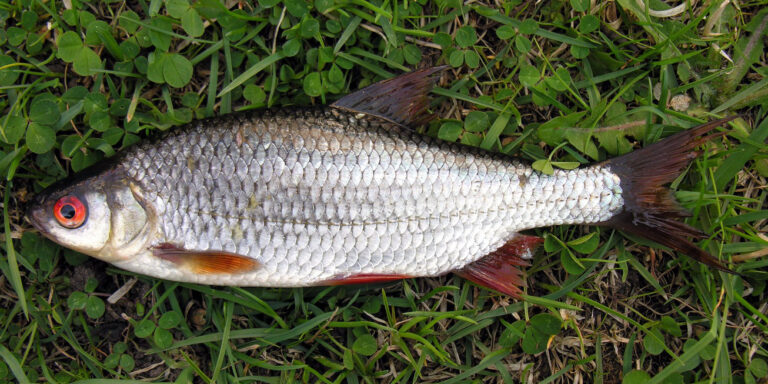 Plotice obecná (Rutilus rutilus)
