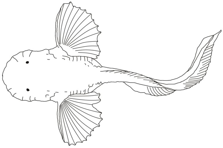 Pseudoliparis amblystomopsis (Pseudoliparis amblystomopsis)