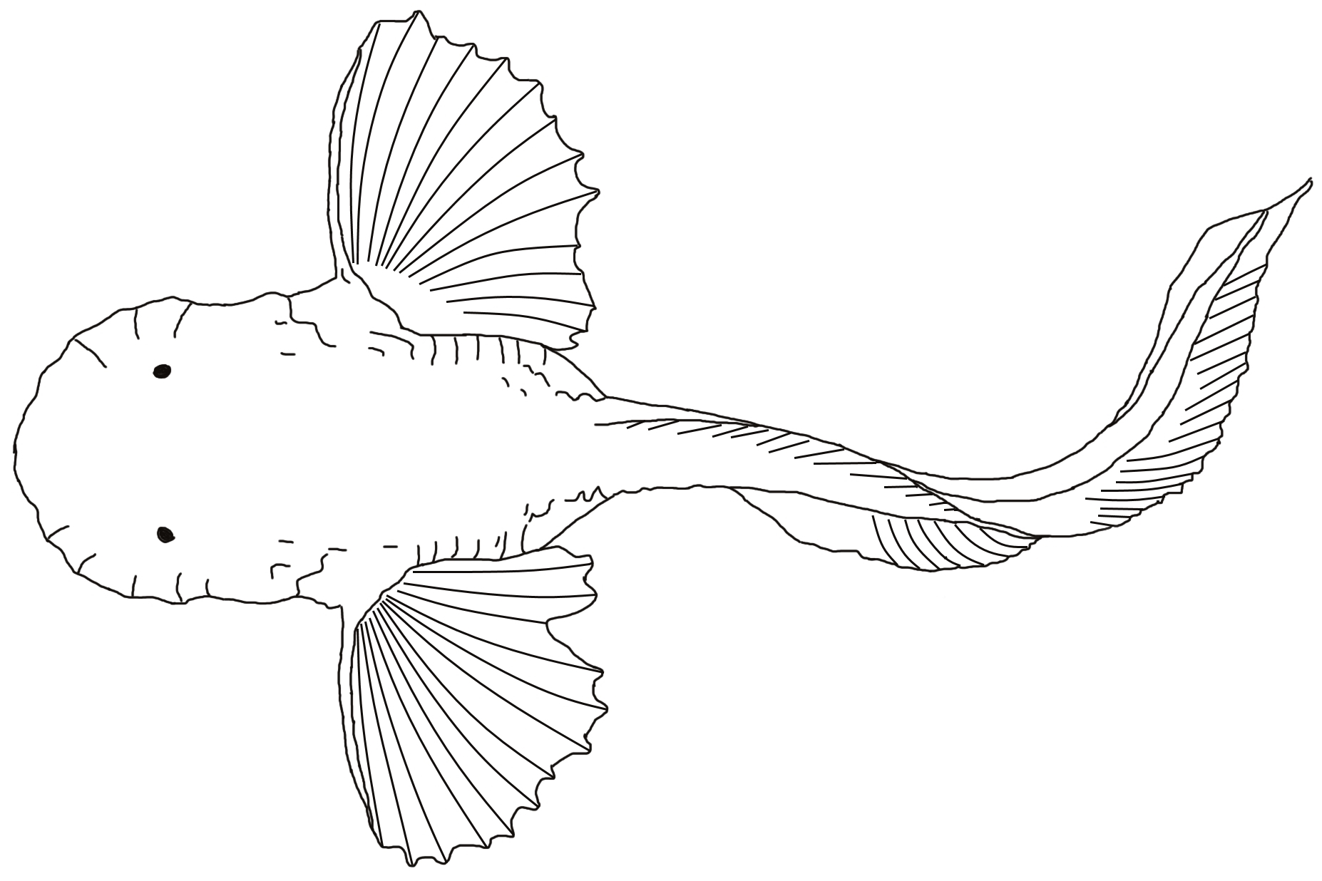 Pseudoliparis amblystomopsis
