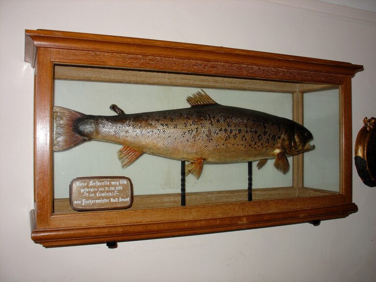 Pstruh obecný jezerní (Salmo trutta lacustris)