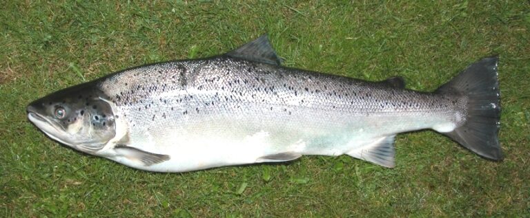 Pstruh obecný mořský (Salmo trutta trutta)