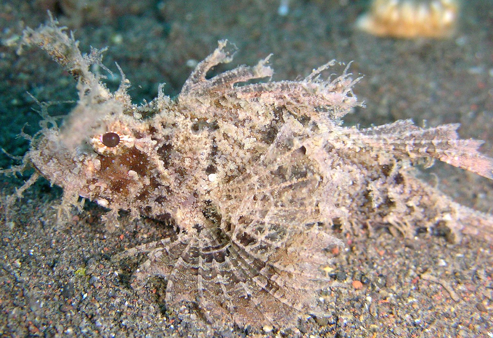 Pteroidichthys amboinensis