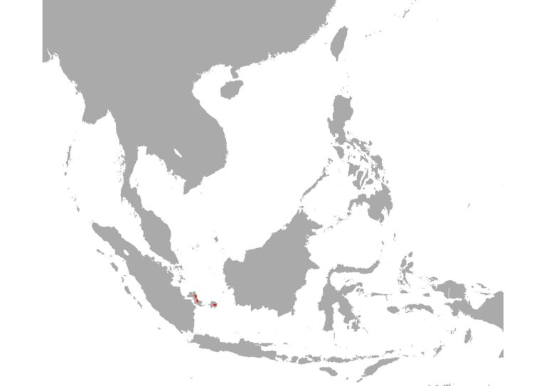 Rájovčík deissnerův (Parosphromenus deissneri)
