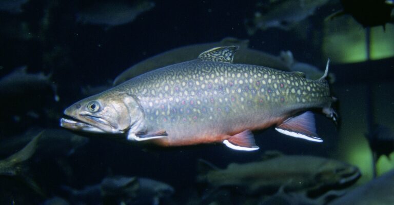 Siven americký (Salvelinus fontinalis)