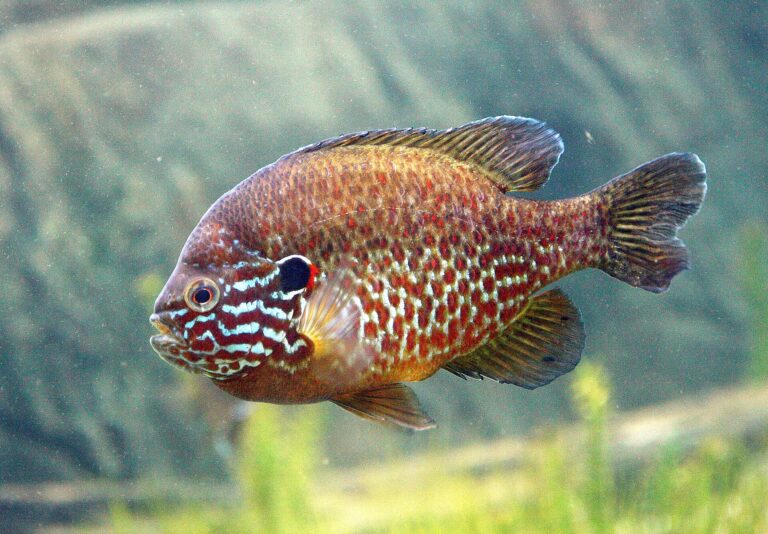 Slunečnice (lepomis) (Lepomis gibbosus)