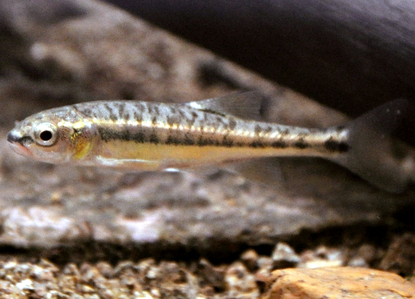 Střevle potoční