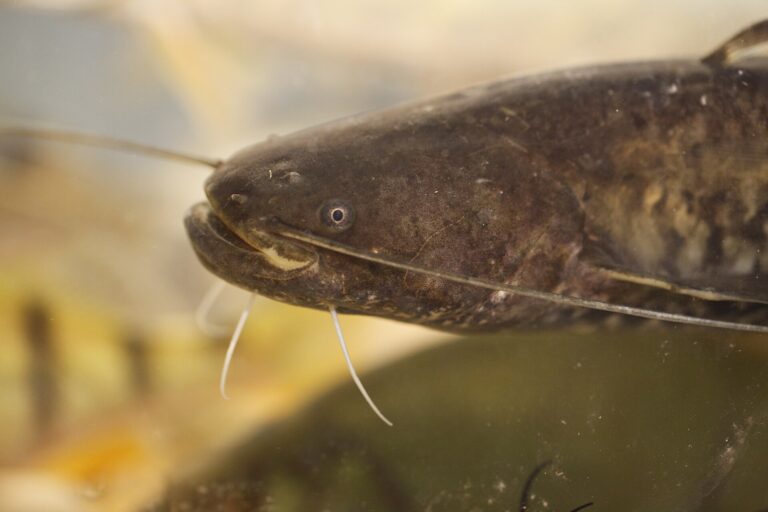 Sumec velký (Silurus glanis)