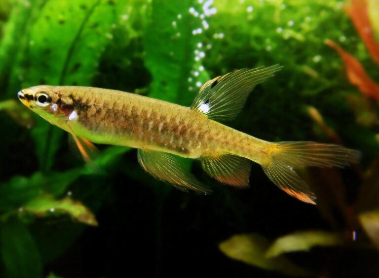 Štíhlotělka stříkavá (Copella arnoldi)