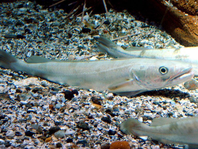 Štikozubec obecný (Merluccius merluccius)