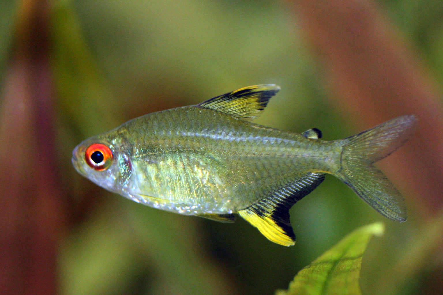 Tetra citronová