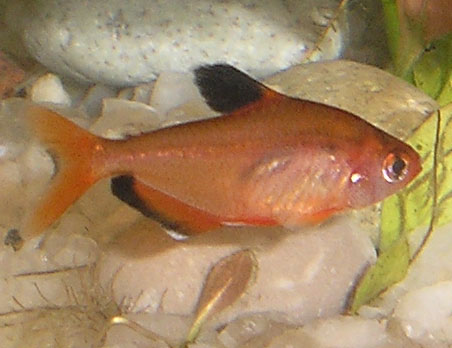 Tetra krvavá