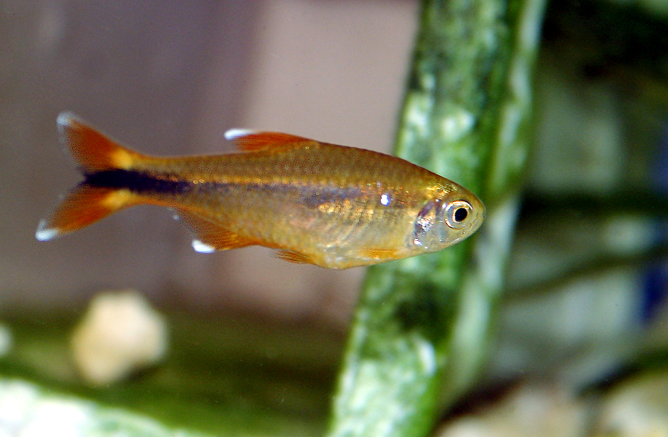 Tetra měděná