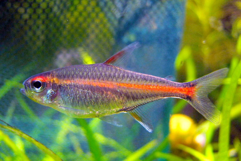 Tetra žhavá (Hemigrammus erythrozonus)