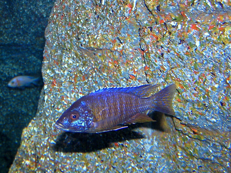 Tlamovec fryerův (Sciaenochromis fryeri)