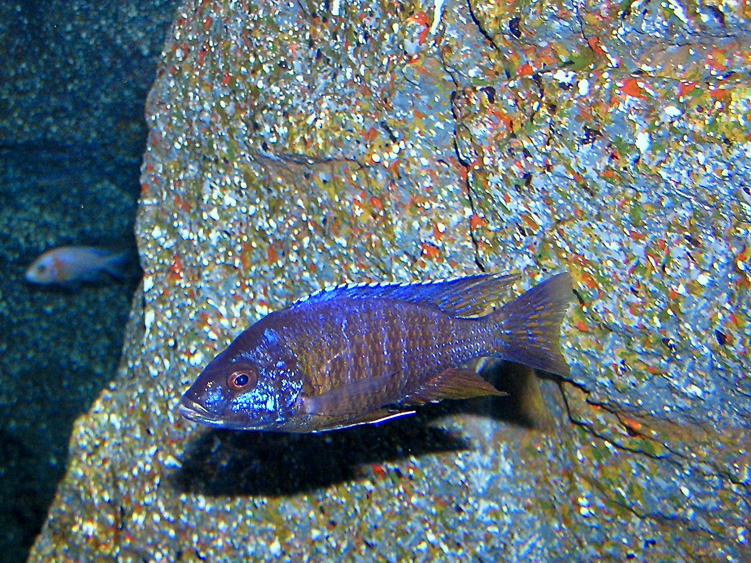 Tlamovec fryerův