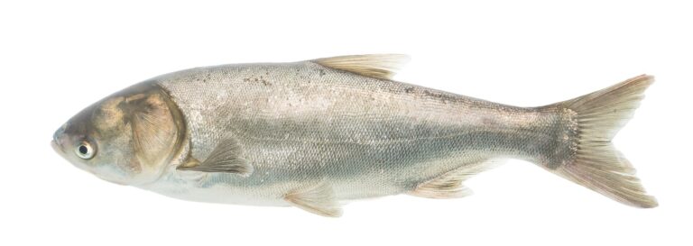 Tolstolobik bílý (Hypophthalmichthys molitrix)