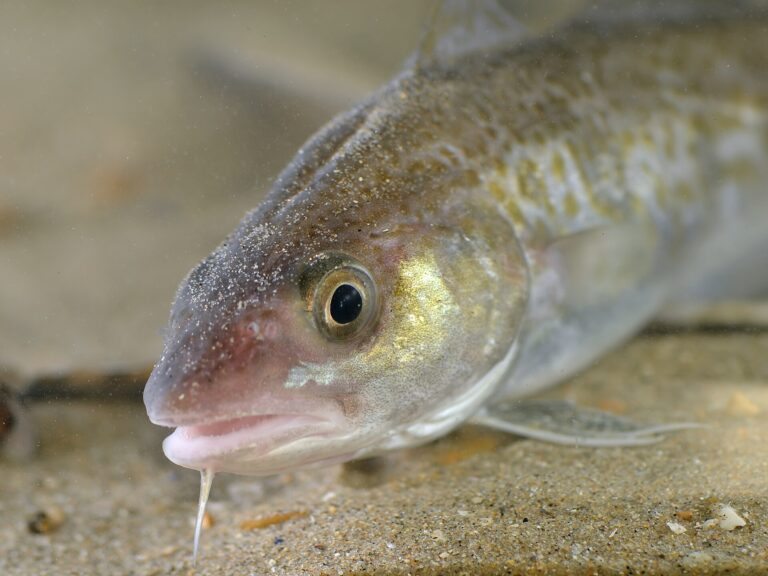 Treska obecná (Gadus morhua)