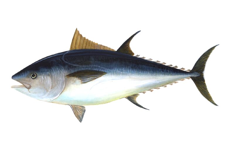 Tuňák obecný (Thunnus thynnus)