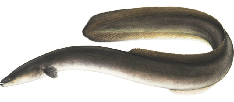 Úhoř americký (Anguilla rostrata)