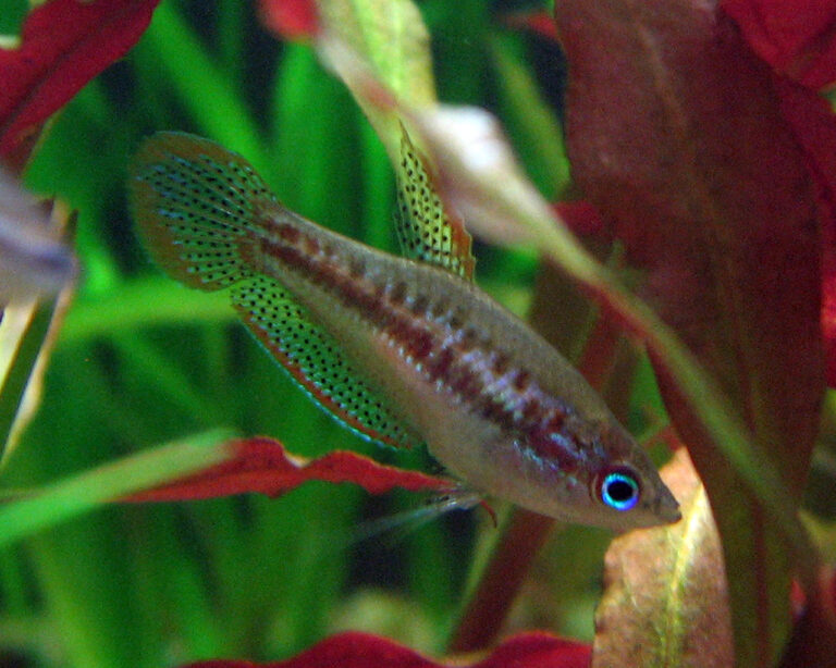 Vrčivka trpasličí (Trichopsis pumila)