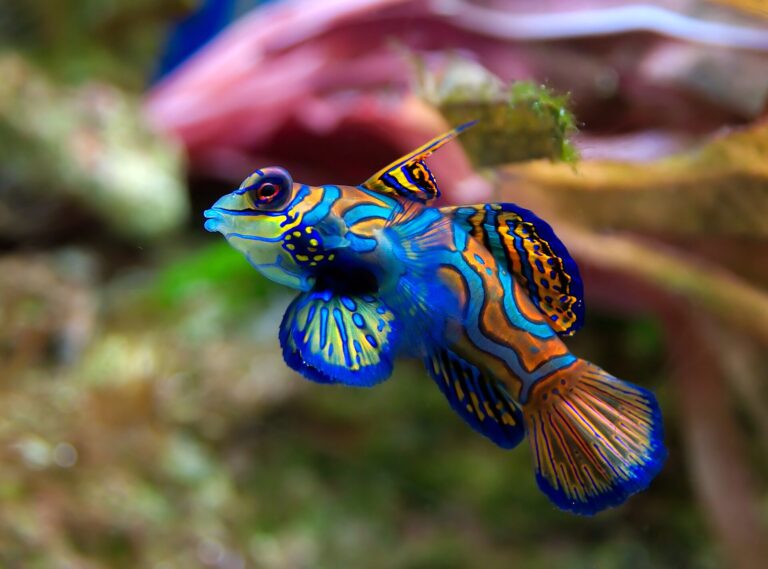 Vřeténka mandarín Vřeténka mandarín (Synchiropus splendidus)