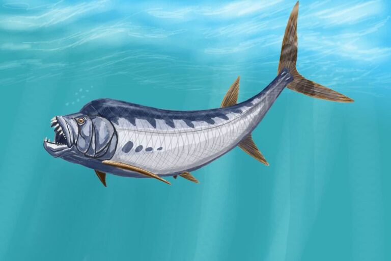 Xiphactinus (Xiphactinus)