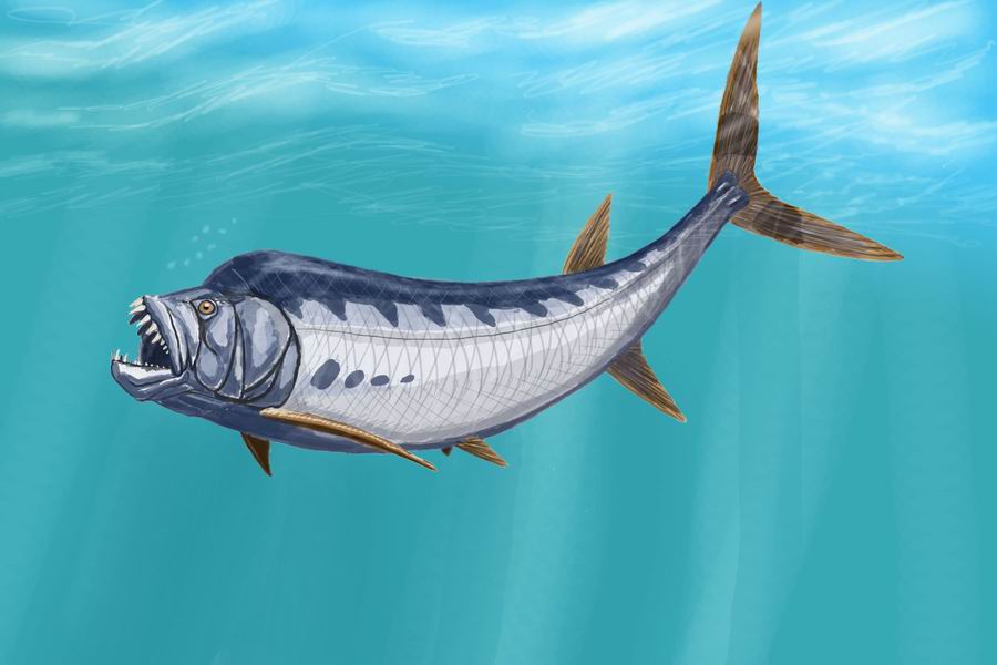 Xiphactinus