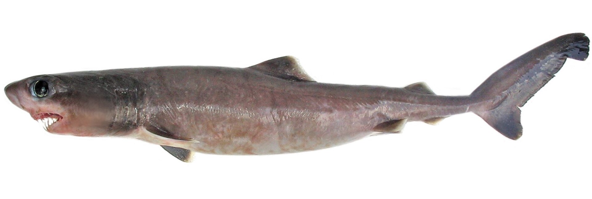 Žralok krokodýlí