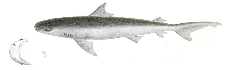 Žralok molucký (Carcharhinus amboinensis)