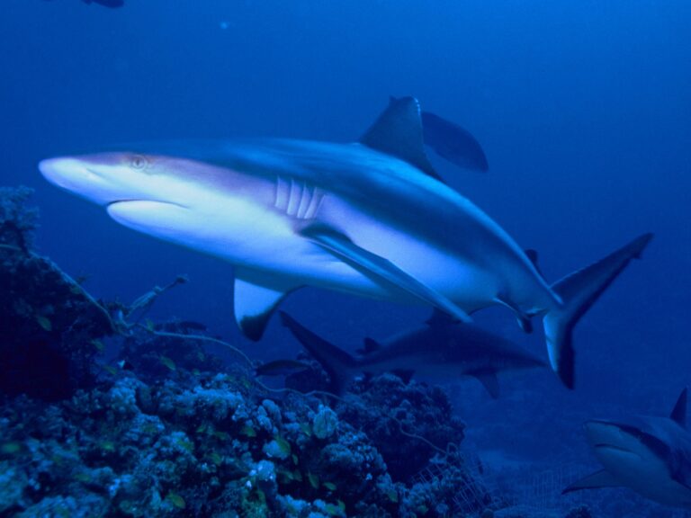 Žralok spanilý (Carcharhinus amblyrhynchos)