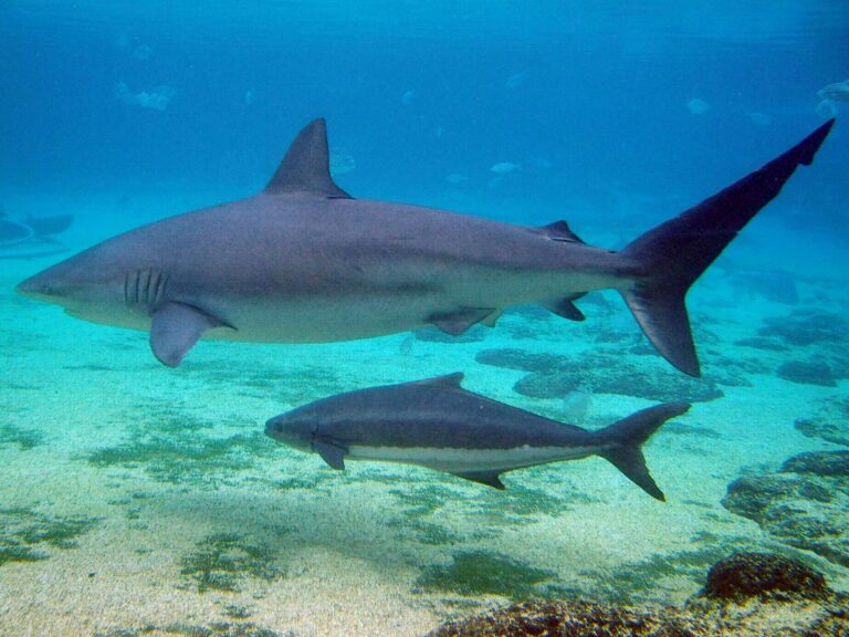 Žralok velrybář (Carcharhinus obscurus)