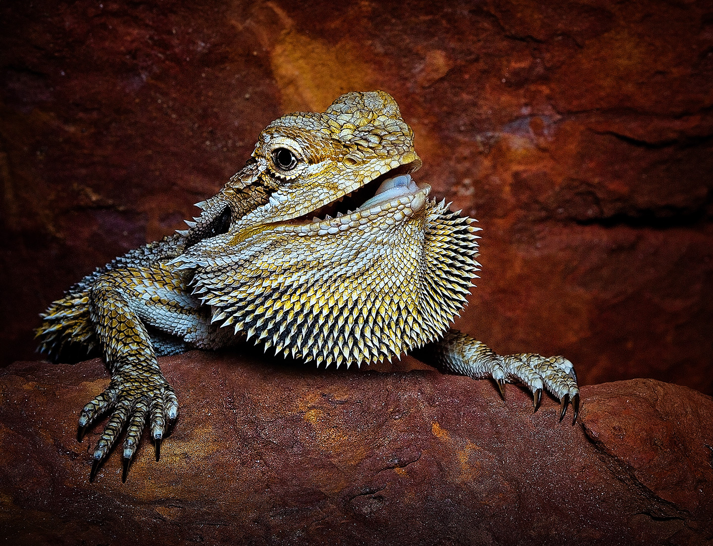 Agama australská