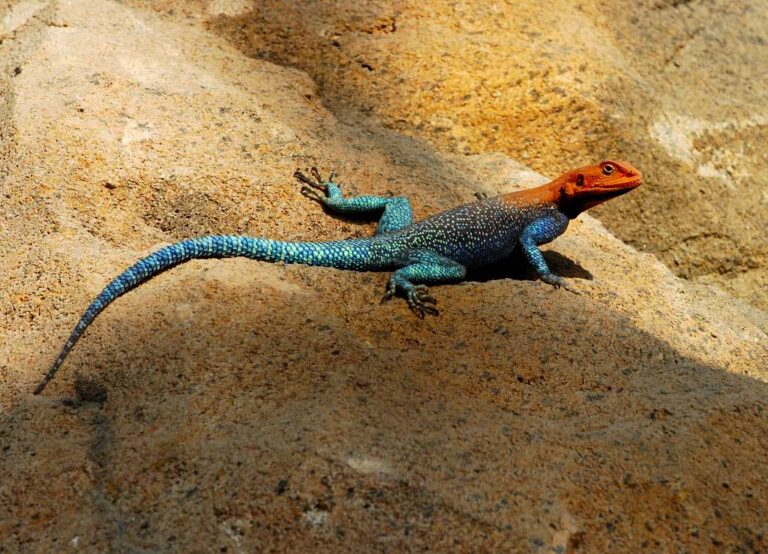Agama osadní Agama osadní (Agama agama)